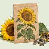 Kraft seed packet illustrated with Mammoth Giant Sunflower, with fresh Mammoth Giant Sunflower beside it