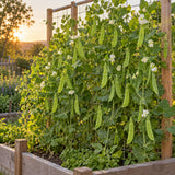 Mammoth Melting Snow Pea Seeds growing in a home garden