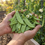 Mammoth Melting Snow Pea Seeds harvest up close