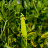 Mammoth Melting Snow Pea seed packet