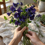 Mammoth Navy Blue Sweet Pea Seeds harvest up close