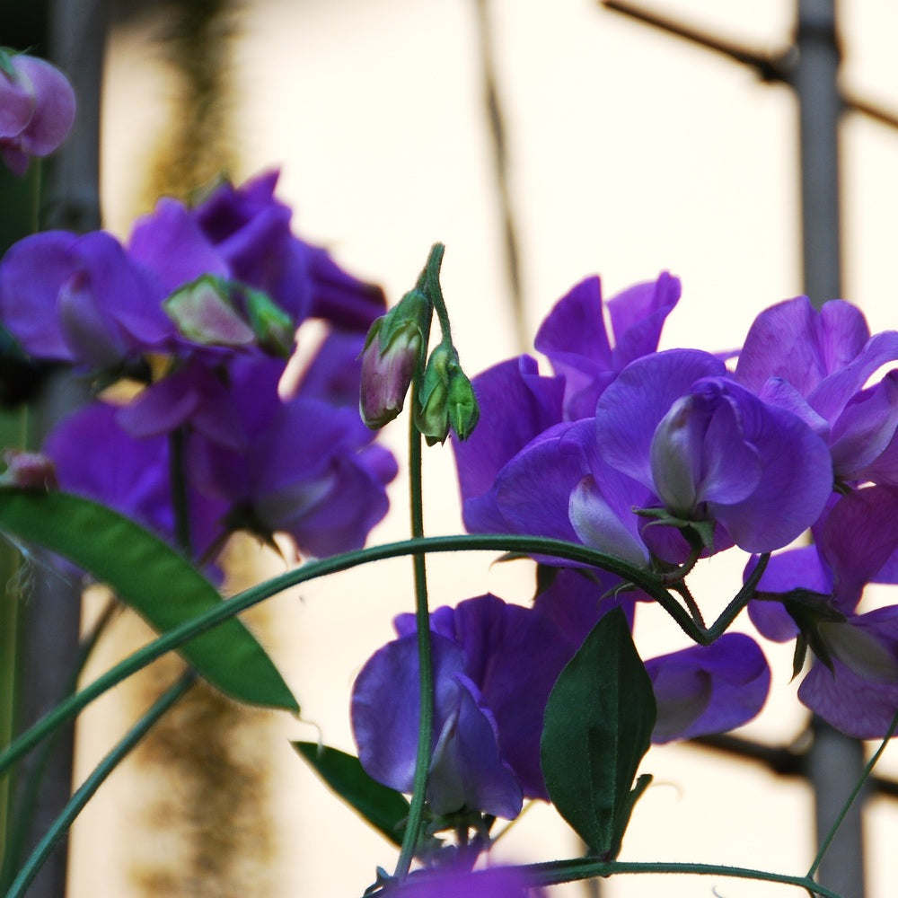 Mammoth Navy Blue Sweet Pea seed packet