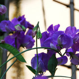 Mammoth Navy Blue Sweet Pea seed packet