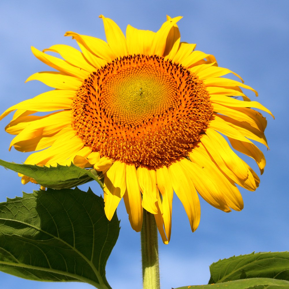 Seed packet for mammoth giant sunflower seeds