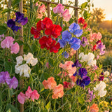Mammoth Sweet Pea Flower Mix Seeds growing in a home garden
