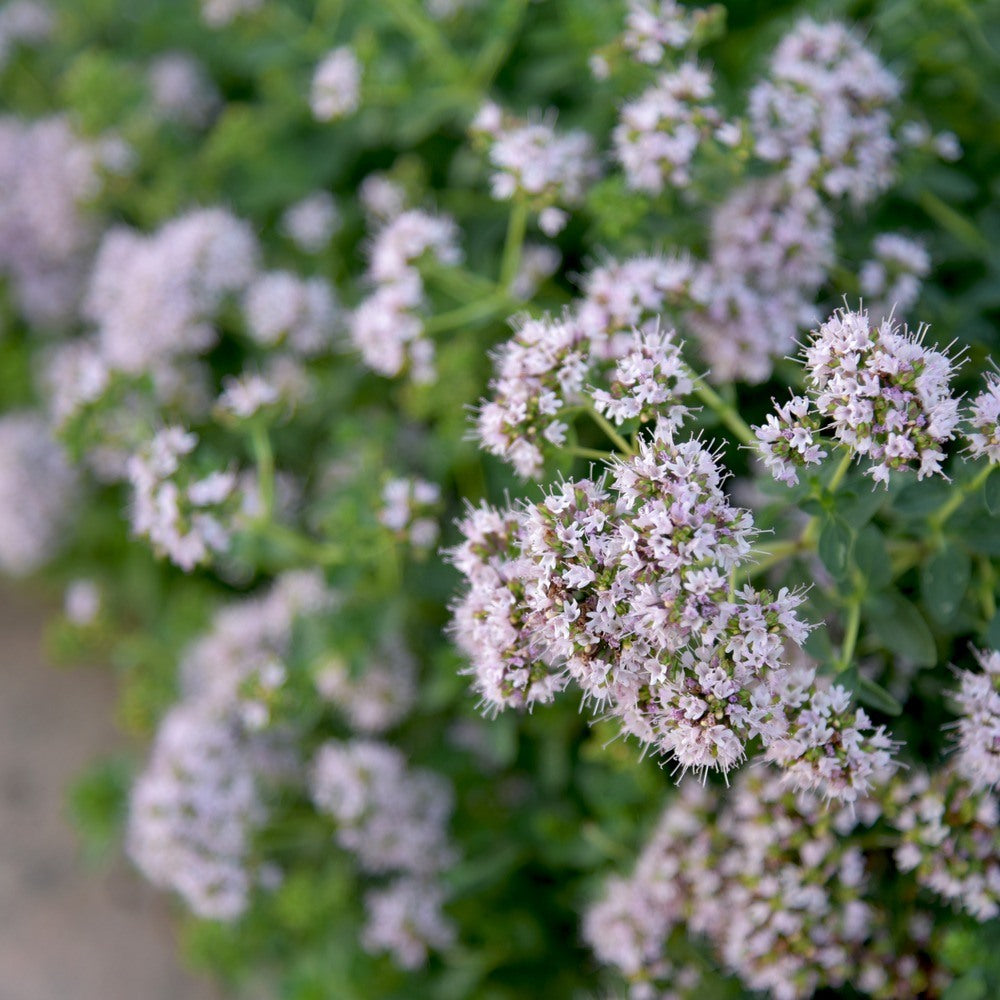 Seed packet for sweet marjoram herb seeds