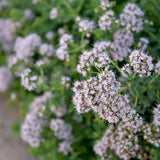 Seed packet for sweet marjoram herb seeds
