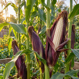 Martian Jewels Blue Sweet Corn Seeds growing in a home garden