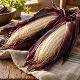 Martian Jewels Blue Sweet Corn Seeds harvest up close