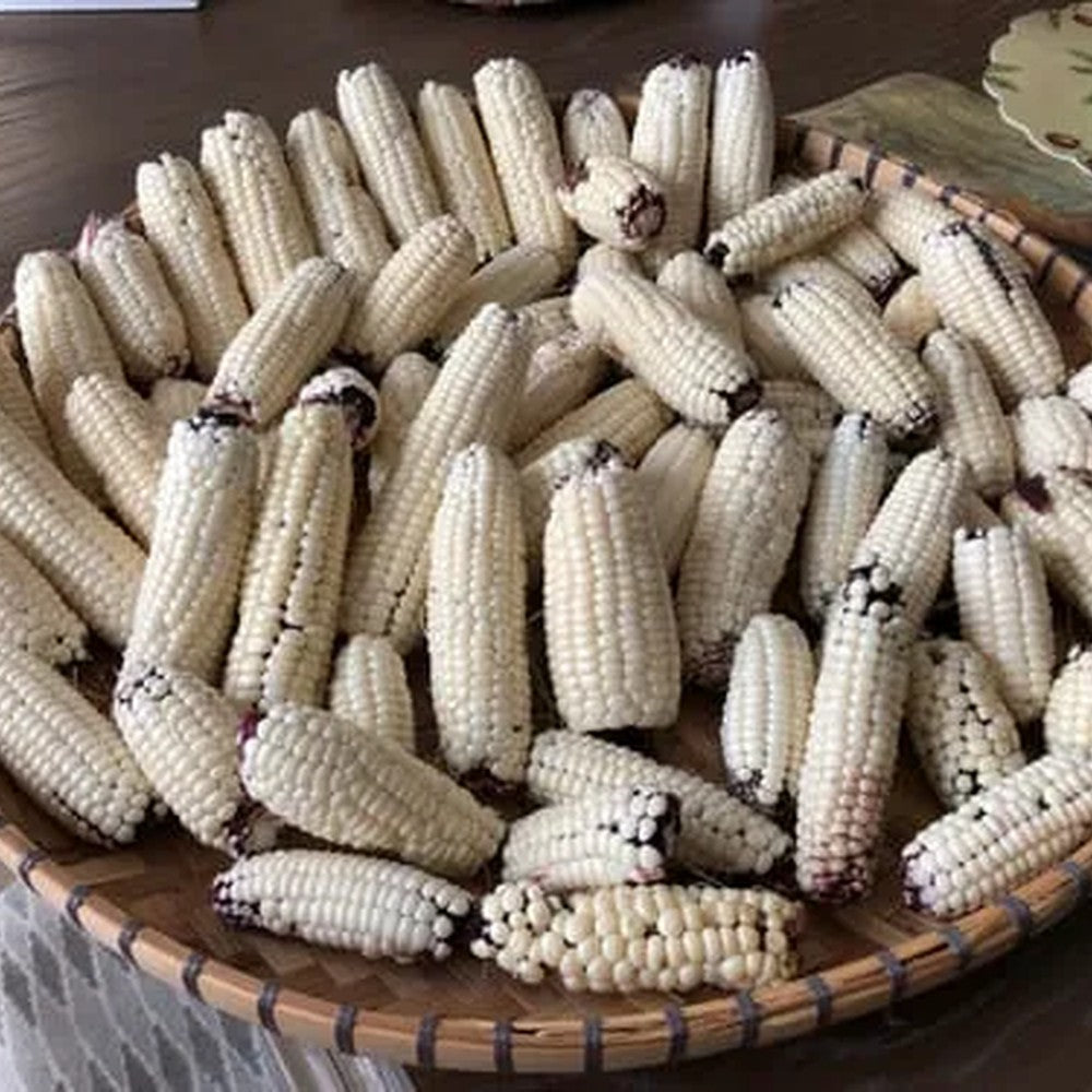 Seed packet for martian jewels blue sweet corn seeds