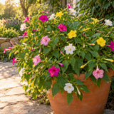 Marvel of Peru Four O Clock Flower Seeds growing in a home garden