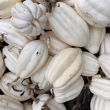 Mashed Potatoes White Acorn Squash seed packet