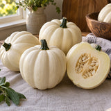 Mashed Potatoes White Acorn Squash Seeds harvest up close