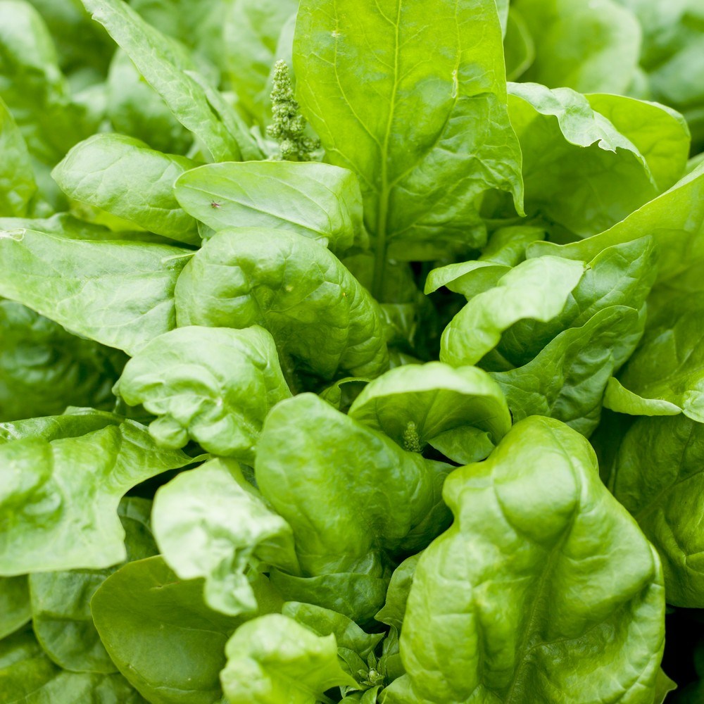 Seed packet for matador smooth leaf spinach seeds