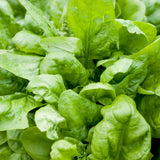 Seed packet for matador smooth leaf spinach seeds
