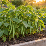 Maxibel Filet Bush Bean Seeds growing in a home garden