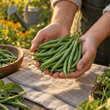 Maxibel Filet Bush Bean Seeds harvest up close