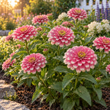 Mazurkia Pink Zinnia Flower Seeds growing in a home garden
