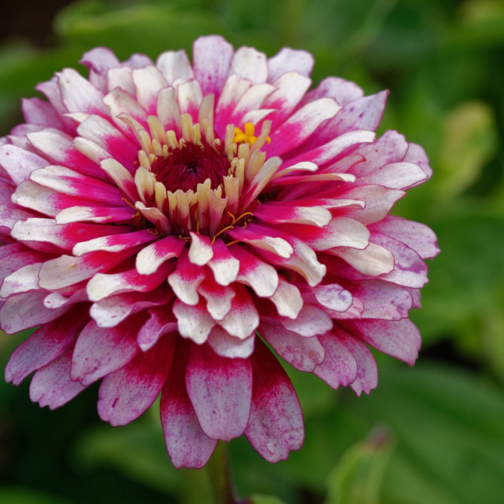 Seed packet for mazurkia pink zinnia flower seeds
