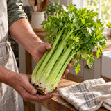 Merengo Celery Seeds harvest up close