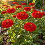 Meteor Zinnia Seeds growing in a home garden