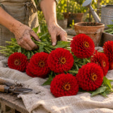 Meteor Zinnia Seeds harvest up close