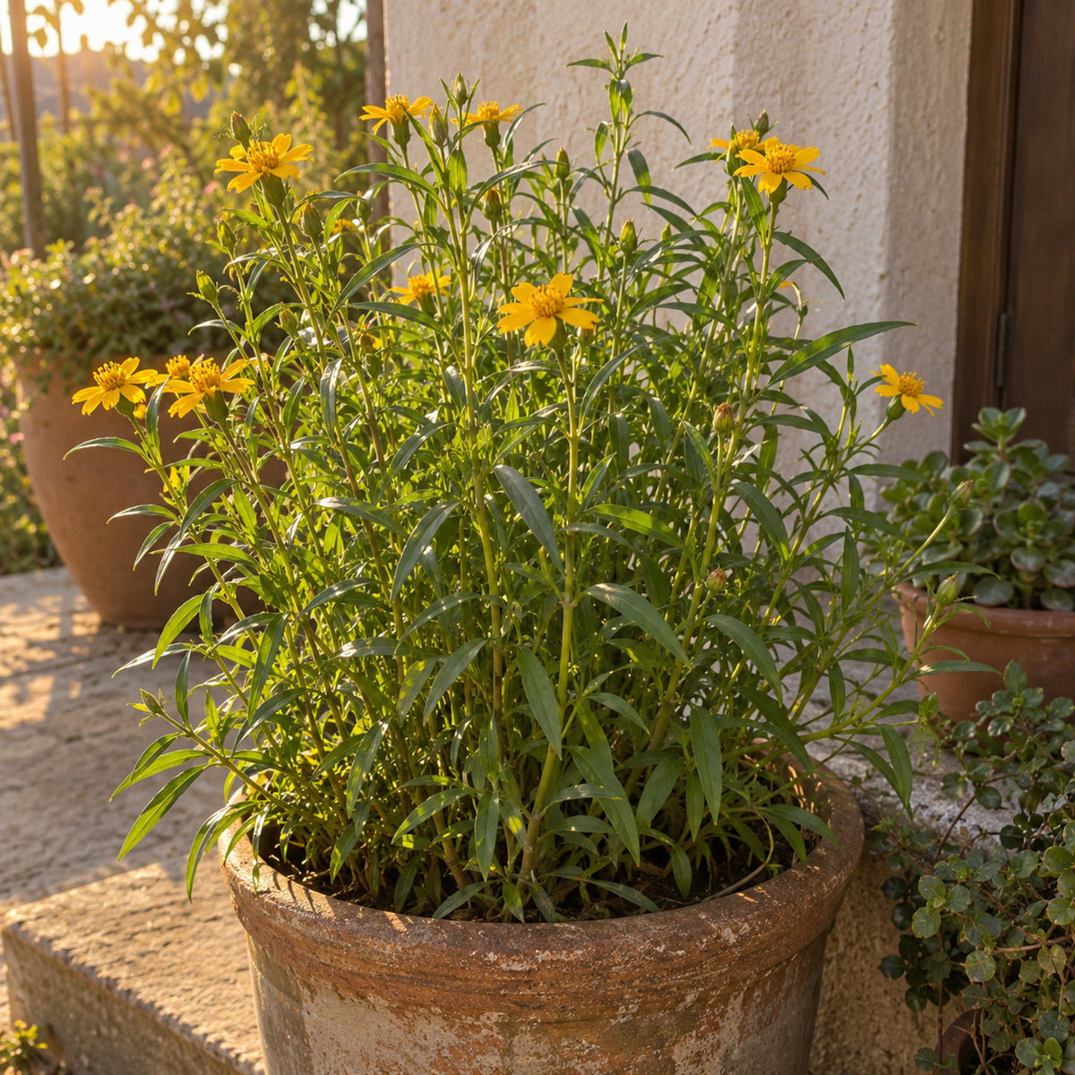 Mexican Tarragon Herb Seeds growing in a home garden
