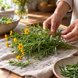 Mexican Tarragon Herb Seeds harvest up close