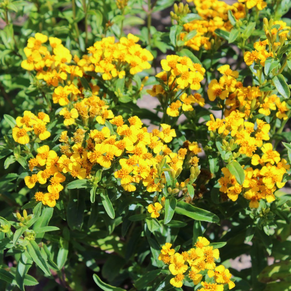 Seed packet for mexican tarragon herb seeds