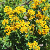 Seed packet for mexican tarragon herb seeds