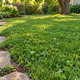 Microclover and Fescue Lawn Mix Seed Shaker growing in a home garden