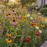 Midwest Prairie Flower Mix Seed Shaker growing in a home garden