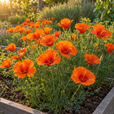 Mikado California Poppy Flower Seeds growing in a home garden