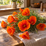 Mikado California Poppy Flower Seeds harvest up close