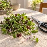 Mild Microgreens Mix Seeds harvest up close
