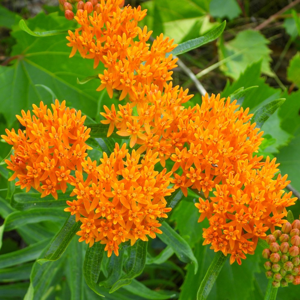 Seed packet for butterfly milkweed seeds