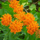 Seed packet for butterfly milkweed seeds