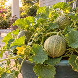 Minnesota Midget Cantaloupe Seeds growing in a home garden
