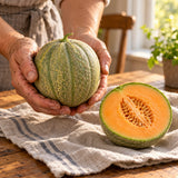 Minnesota Midget Cantaloupe Seeds harvest up close