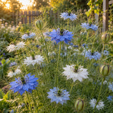 Miss Jekyll Love In A Mist Blend Seeds growing in a home garden