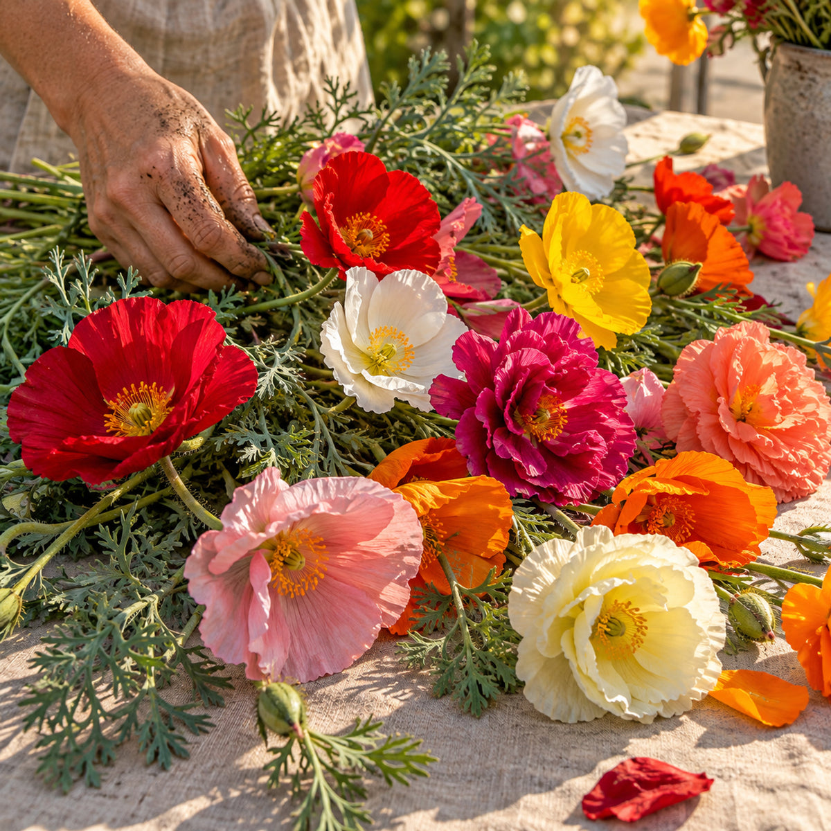 Mission Bells California Poppy Seeds harvest up close