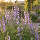 Misty Lavender Larkspur Seeds growing in a home garden