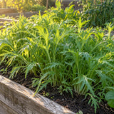 Mizuna Mustard Seeds growing in a home garden