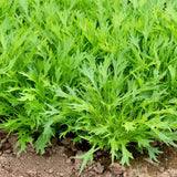 Seed packet for mizuna mustard seeds