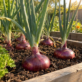 Monastrell Red Onion Seeds growing in a home garden
