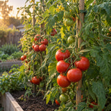 Moneymaker Pole Tomato Seeds growing in a home garden