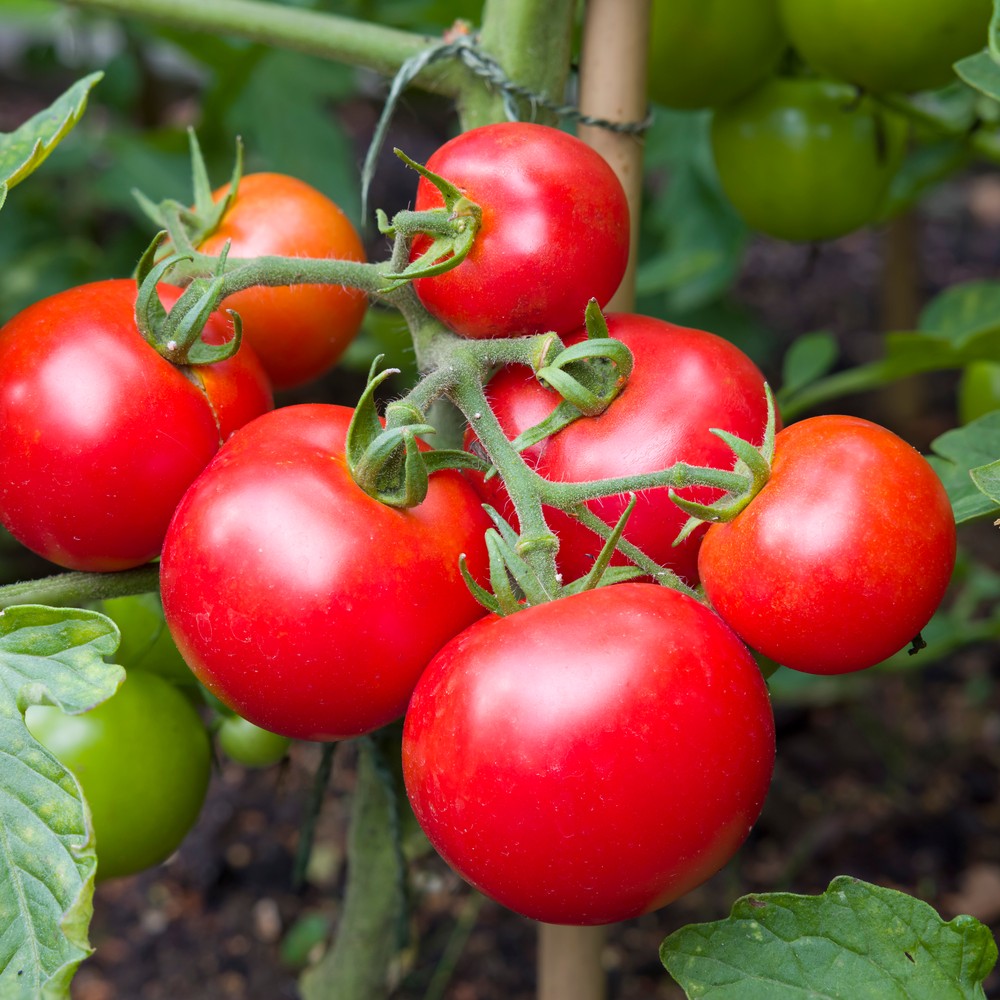 Product image of moneymaker pole tomato seeds