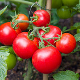 Product image of moneymaker pole tomato seeds