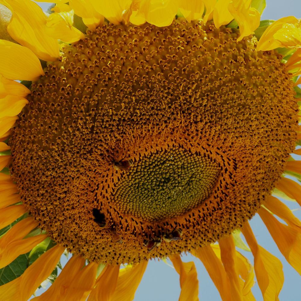 Product image of mongolian giant sunflower seeds