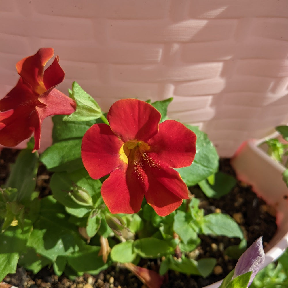 Magic Mix Monkey Flower seed packet